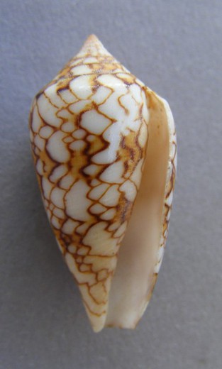 Conus textile f. scriptus