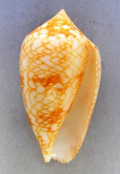 Conus textile f. sirventi