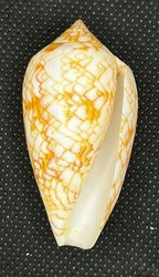 Conus Textile f. sirventi