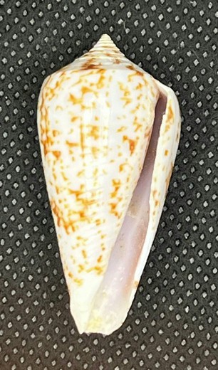 Conus Textile F.Textilinus