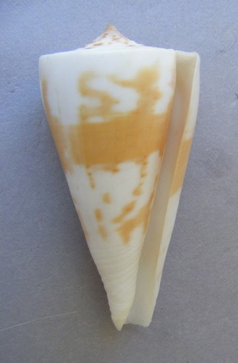 Conus tribblei