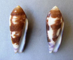 Conus violaceus