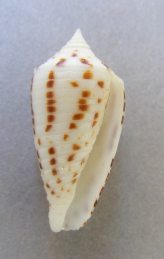 Conus zapatosensis