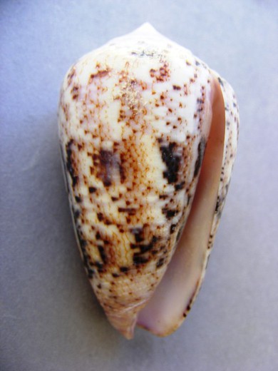 Conus zeylanicus