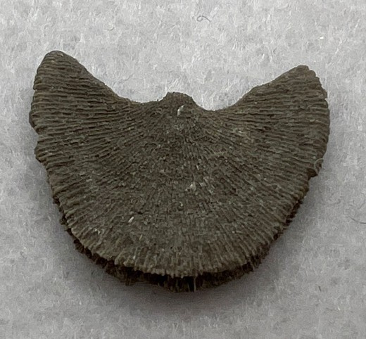 Coral Fósil Diploctenium (Ejemplar individual)