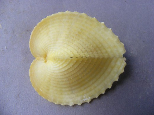 Corculum cardissa