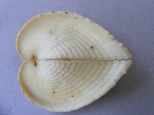 Corculum laevigatum