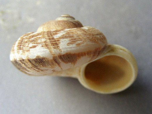 Cyclophorus appendiculatus