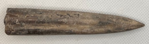 Cylindroteuthis oweni (Belemnites)