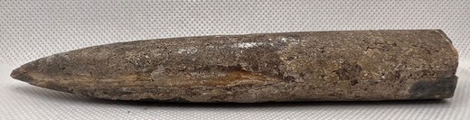 Cylindroteuthis oweni (Belemnites)