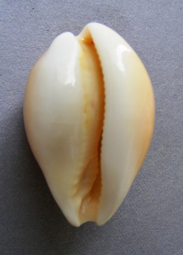 Cypraea achatidea