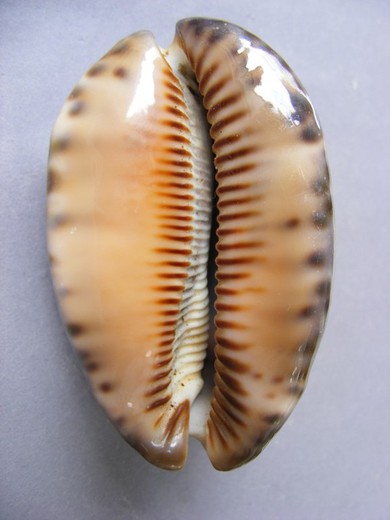 Cypraea arabica immanis