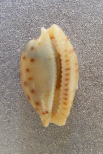 Cypraea beckii