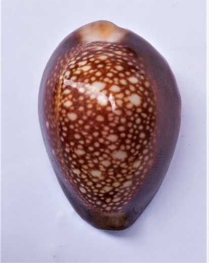 Cypraea caputdraconis