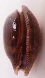 Cypraea cervus peilei