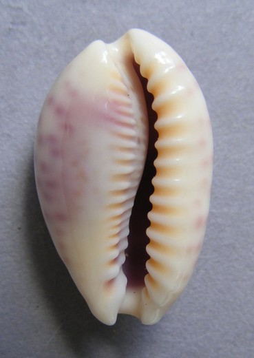 Cypraea chinensis violacea