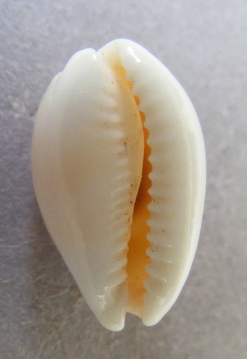 Cypraea clandestina passerina