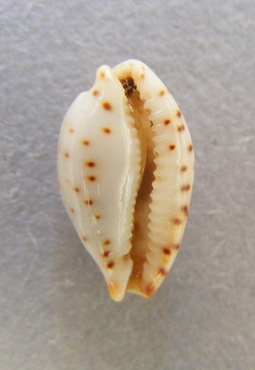 Cypraea contaminata