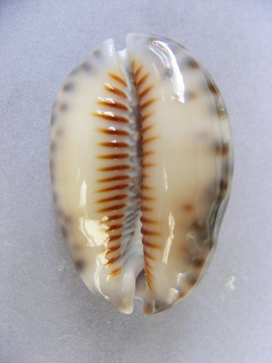 Cypraea depressa