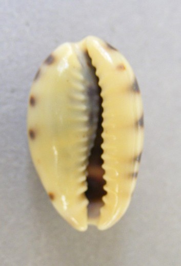 Cypraea fellina fellina