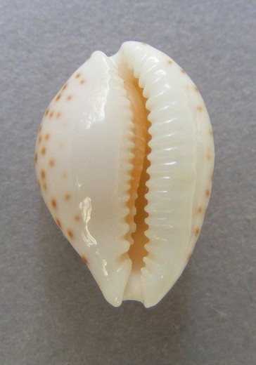 Cypraea gaskoini