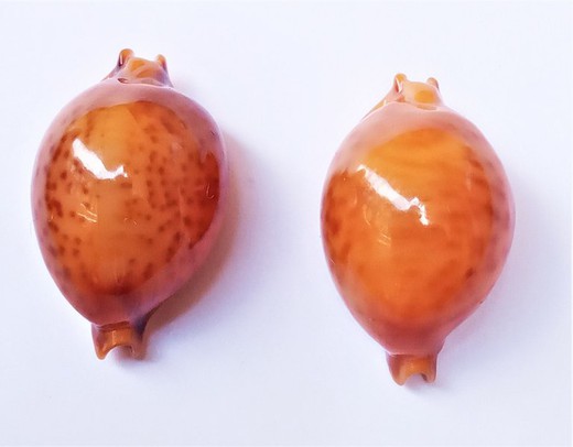 Cypraea globulus sphaeridium