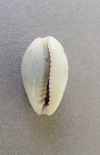 Cypraea gracilis macula