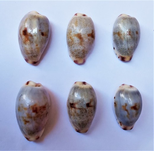 Cypraea gracilis notata f. jamila