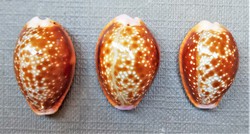 Cypraea helvola argella