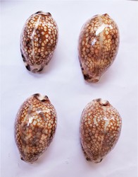 Cypraea histrio