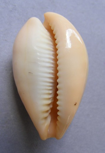 Cypraea hungerfordi