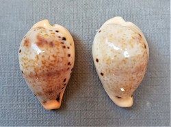 Cypraea hungerfordi (Japón)