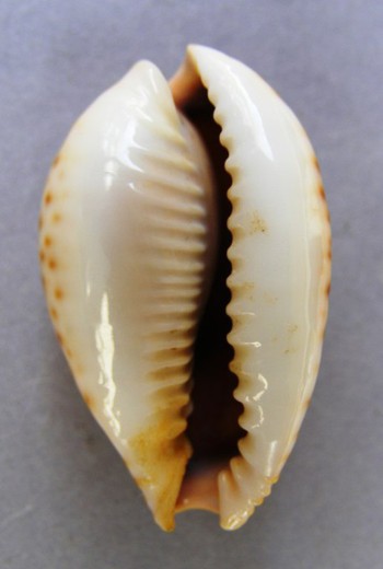 Cypraea lamarcki