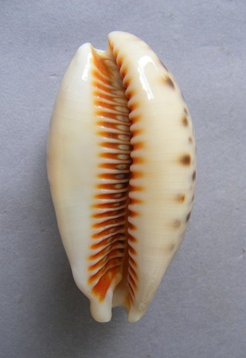 Cypraea lynx vanelli