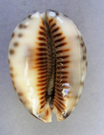 Cypraea maculifera