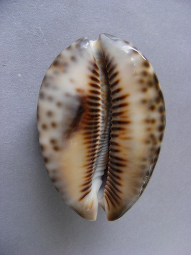 Cypraea maculifera Hawaii