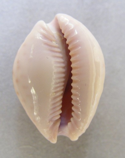 Cypraea marginalis marginalis