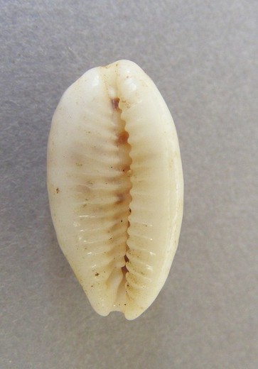 Cypraea pallidula