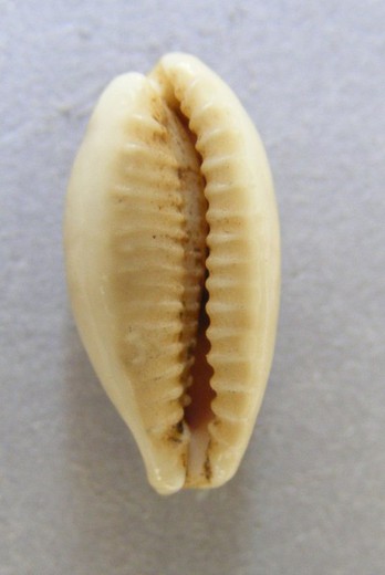 Cypraea quadrimaculata