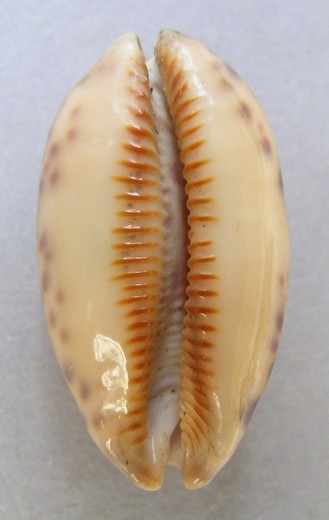 Cypraea scurra indica