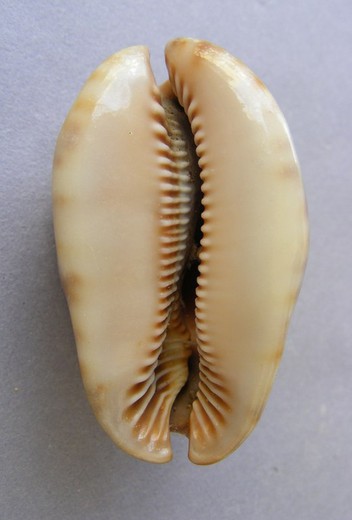 Cypraea stercoraria f. enana