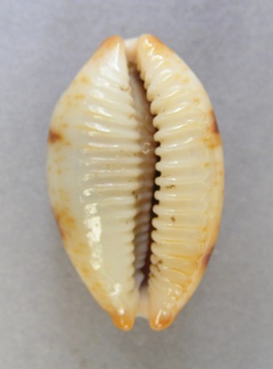 Cypraea stolida clavicola