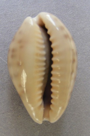 Cypraea zonaria zonaria