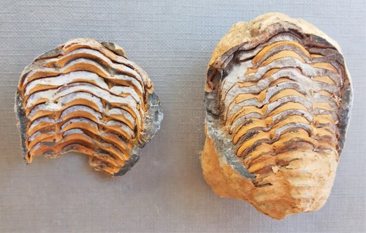 Dicalymene (trilobites) en nódulo