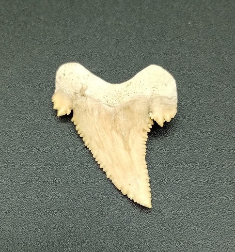 Diente fósil de tiburón (Paleocarcharodon)
