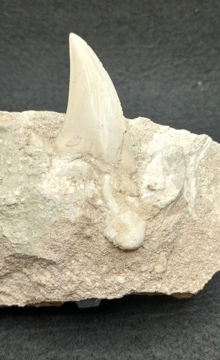 Diente fósil de tiburón Otodus Obliquus (Ref. 2)