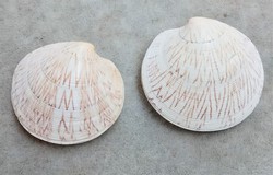 Dosinia exoleta LINNE, 1758