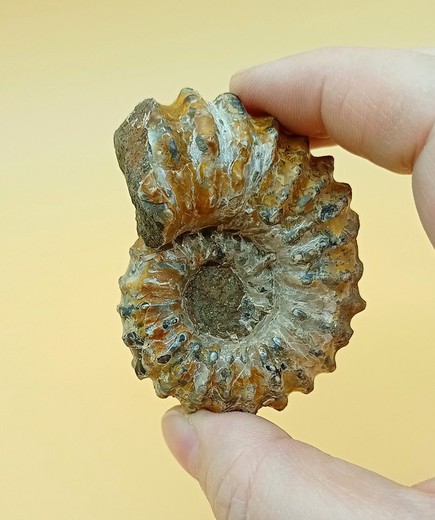 Douvilleiceras (Ammonites)