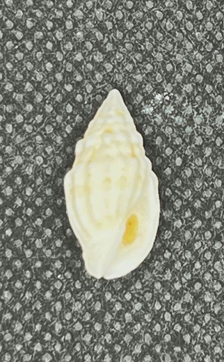 Enaeta cylleniformis