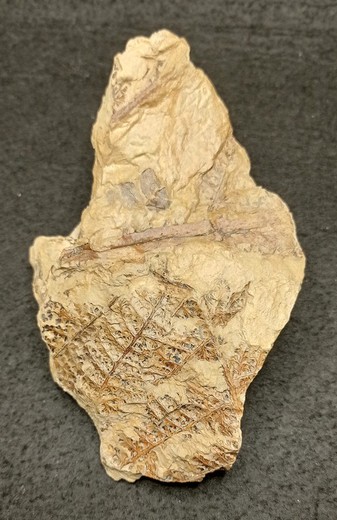 Helecho fósil - Eosphenopteris sp.